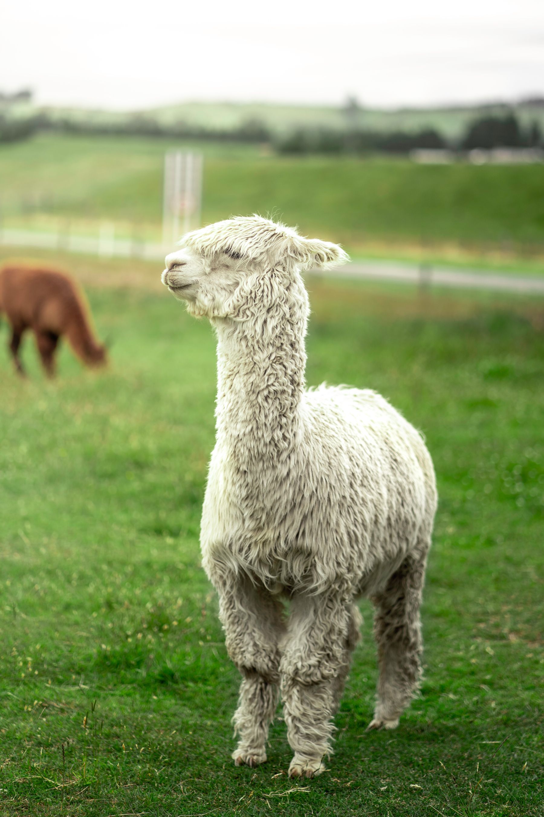 White alpaca standing in green pasture