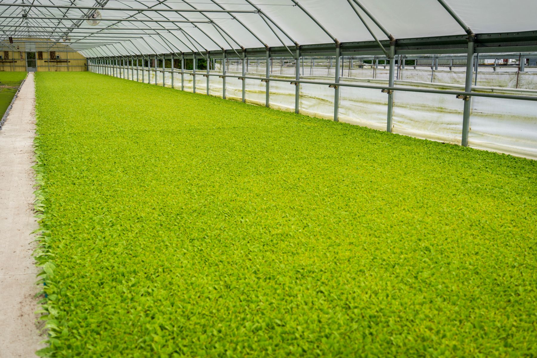 Long rows of plants inside a large commercial greenhouse