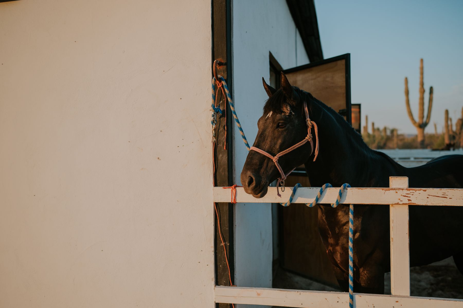 Horse beside fencing at an equestrian stable